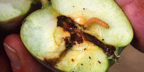 Kako se nositi s crvima i crnim rakom na stablima jabuke?